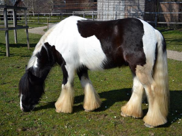 CHF 300.- Meadow