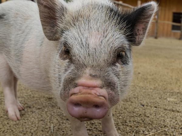 CHF 150.- Piggeldy